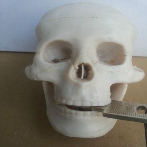 White Retro Human Skull Replica Resin Model Medical Realistic lifesize