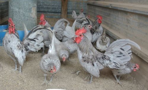 8 SPLASH OLD ENGLISH BANTAM  hatching eggs SUPER SHOW QUALITY BIRDS