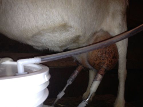 goat milking machine ONE COOL MILKER--&#034;The milker that cools milk&#034;