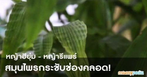 &#034;Repair Grass&#034; or &#034;Heeyoom Grass&#034; Amazing Thai herb bring back your virginity!