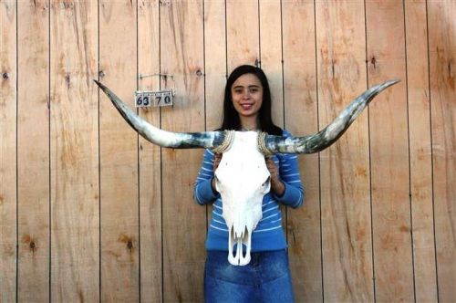 Steer skull long horns 3&#039; 9&#034; cow bull skulls horn h6370 for sale