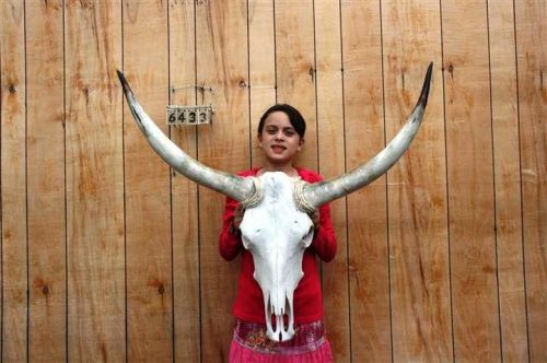 STEER SKULL AND 3 FT 1&#034; IN LONG HORNS COW LONGHORNS H6433