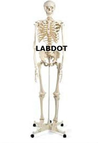 Human Skeleton Anatomical Model LABDOT