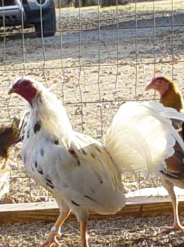 (10+) White Kelso Over Red Kelso Hatching Eggs
