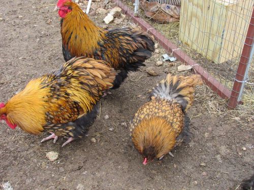 6+ GOLD LACED Orpington Chicken Hatching Eggs (Rare Breed) Greenfire Farms Stock