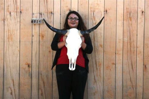 Steer skull long horns 2&#039; 5&#034; cow bull skulls horn h6716 for sale