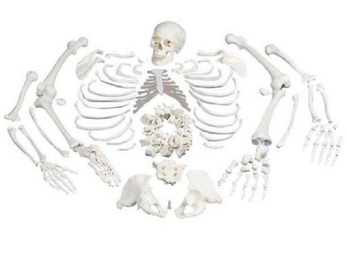3B Scientific Human Disarticulated Full Skeleton, RETURNED ITEM