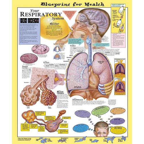 YOUR RESPIRATORY SYSTEM (AGES 8-12), LAMINATED ANATOMICAL CHART, 20 X 26