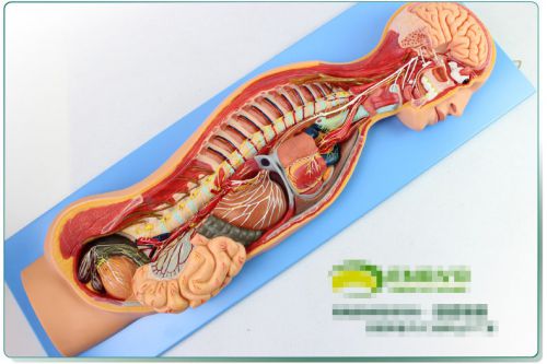 Human Anatomical Sympathetic Nervous System Anatomy Medical teaching Model 85