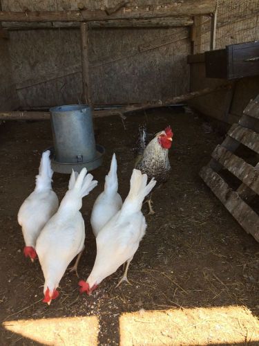 Cream Legbar Over White Leghorn Hens. Hatching Eggs. 10+ Extras.