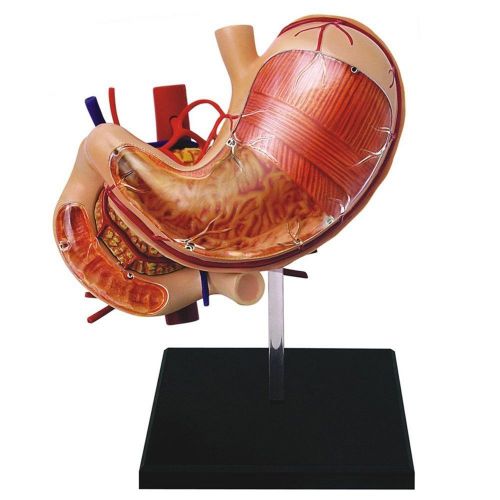 Anatomy Model 4D-Vision Human Stomach Medical Education Science Health Digestive
