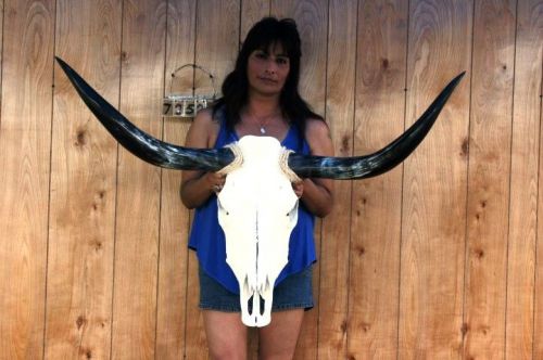 Steer skull long horns 3&#039; 8&#034; cow bull skulls horn h7352 for sale