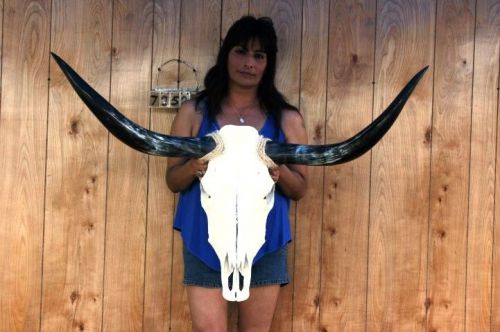 STEER SKULL LONG HORNS 3&#039; 8&#034; COW BULL SKULLS HORN H7352