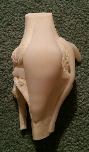 Knee Joint Model Anatomy