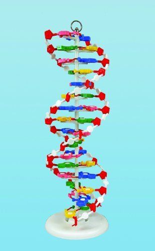 NEW United Scientific DNAM01 DNA Model
