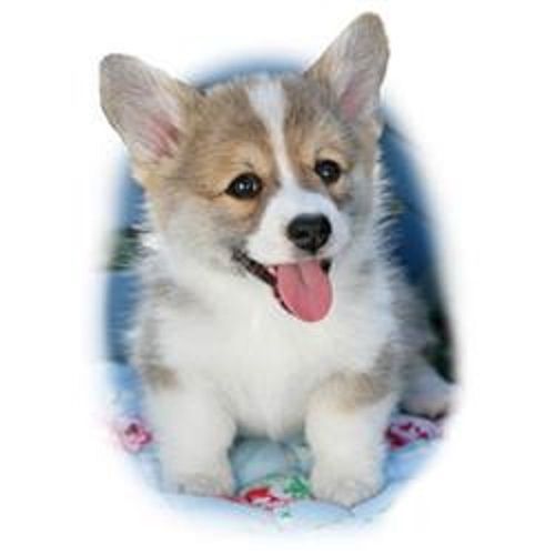 Corgi Pup Dog HEAT PRESS TRANSFER for T Shirt Tote Sweatshirt Quilt Fabric 832f