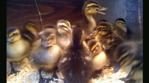 6 Rouen duck eggs for hatching