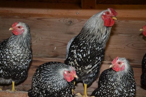 10+ Black Silver Laced Wyandotte Hatching Eggs