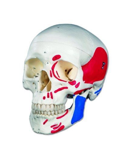 3B Scientific A23 Plastic 3 Part Painted Classic Human Skull Model