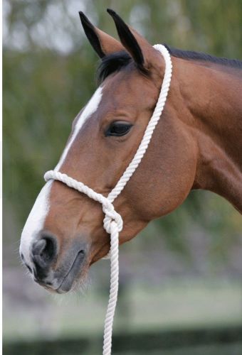 Custom cotton rope catch halter lead - you pick color / size - foal, mini, draft for sale