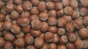 Filberts / Hazelnuts, packed in a 10 lbs. (160 oz.) bag/box by Presto Sales LLC