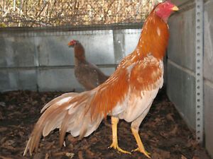 6 ASSORTED &#034;WAHL&#034; ASIL HATCHING EGGS *FRESH FERTILE* ORIENTAL EXOTIC EGGS