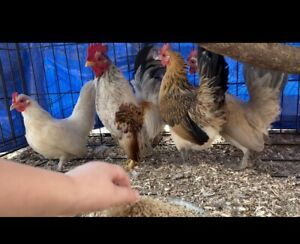 Serama chicken hatching eggs 8+ Extras If Allow