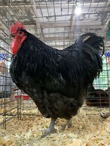 6 Black Orpington Chicken Hatching Eggs