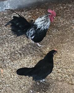12 Japanese BANTAM HATCHING EGGS ~2 Breed Variety~ Extras Included!