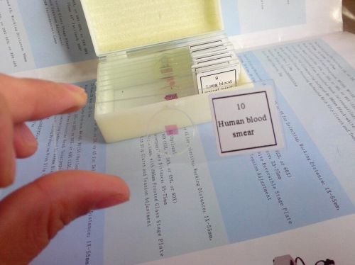 10pcs prepared glass microscope slides biological specimen for science learning for sale