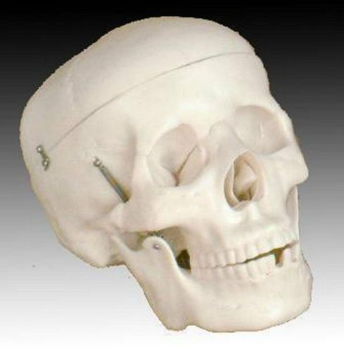 Human Skull Healthcare,LifeScienceMedicalSuppies&amp;DisposablesTeaching&amp;Education S