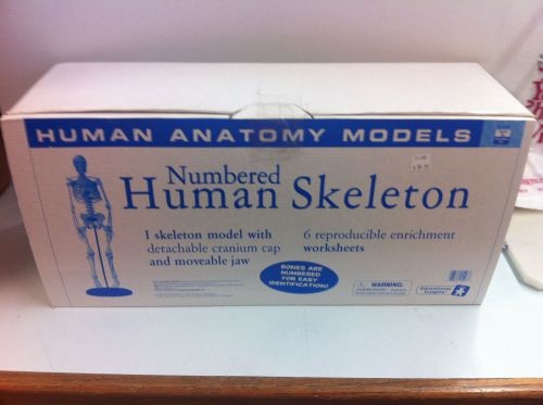 Numbered Human Skeleton by Educational Insights EI-5403 - NIB