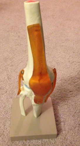 Eisco AM0134AS Model, Human, Life Size, Knee - See Description