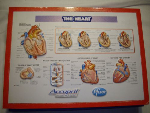 Anatomical Models -Respiratory and heart.  Two displays, with hand out cards