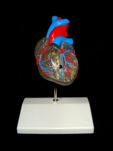 3B Scientific G08/3 Two-Part Classic Heart w/Conducting System Anatomical Model