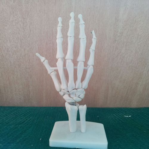 Hand &amp; Wrist Joint Anatomy Model, New - Life Size Anatomical Model