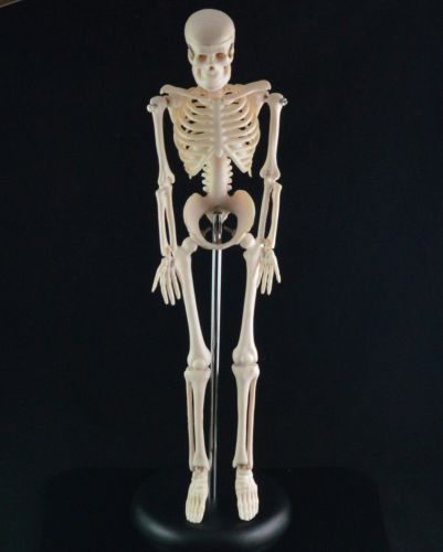 (18 inch) Molded Human Skeleton Model. Lifelike Bone Color