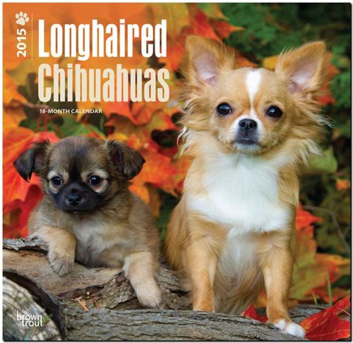 Chihuahuas, Longhaired 2015 Wall Calendar - 12X12 - NEW 2015