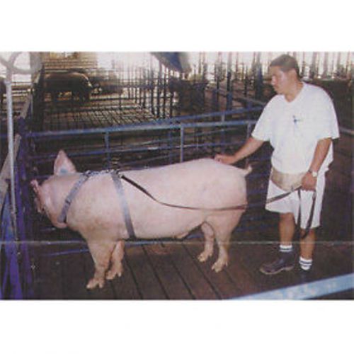 Swine Boar Harness Tether AI Breeding Hogs Pigs Adjustable Pig Harness