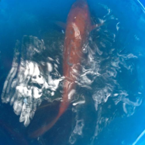 LIVE KOI FISH - Pond raised - various colors - various sizes - for pick up only!