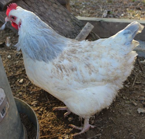 12+ Fertile Chicken Hatching Eggs Mixed