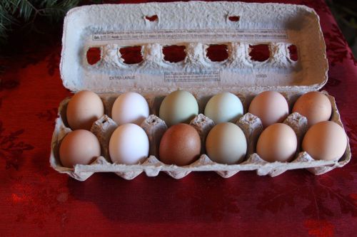 One Dozen Rare Breed Mix Hatching Eggs