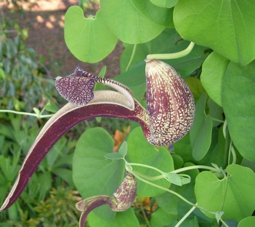 Fresh Rare Aristolochia ringens, Dutchman&#039;s Pipe(10 Seeds)NEW HOT ITEM, WOW!