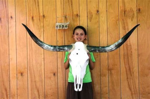 STEER SKULL LONG HORNS 4&#039; 3&#034; COW BULL SKULLS HORN H5996