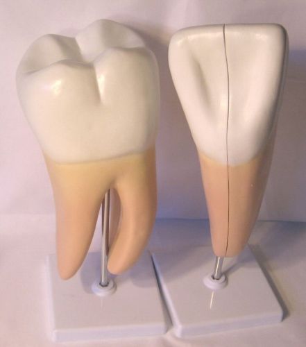 2 giant human teeth tooth anatomical model anatomy New