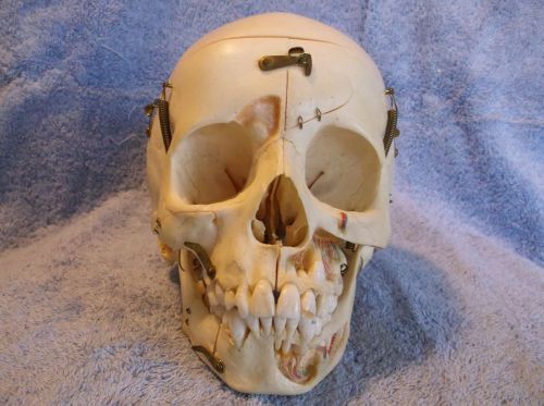 Human skull, 10-11 yr. old child, disarticulated