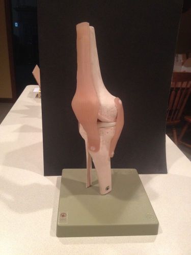 SOMSO NS50 Functional Knee Joint Anatomical Teaching Model on green base EUC!