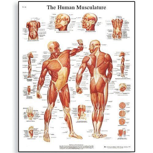 3b scientific vr1118l glossy laminated paper human musculature anatomical chart for sale