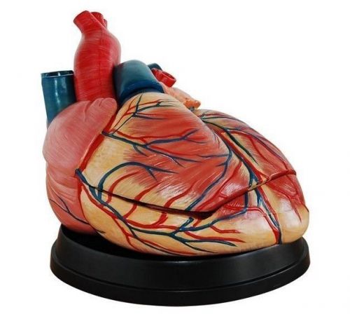 New Medical Cardiac Model  Human Jumbo Heart Anatomy Anatomical Model