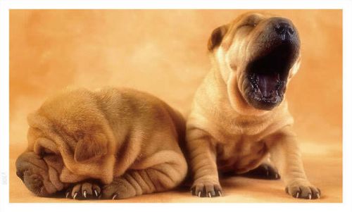 y306 Sleeping Puppies Dogs (Wall Banner Only)